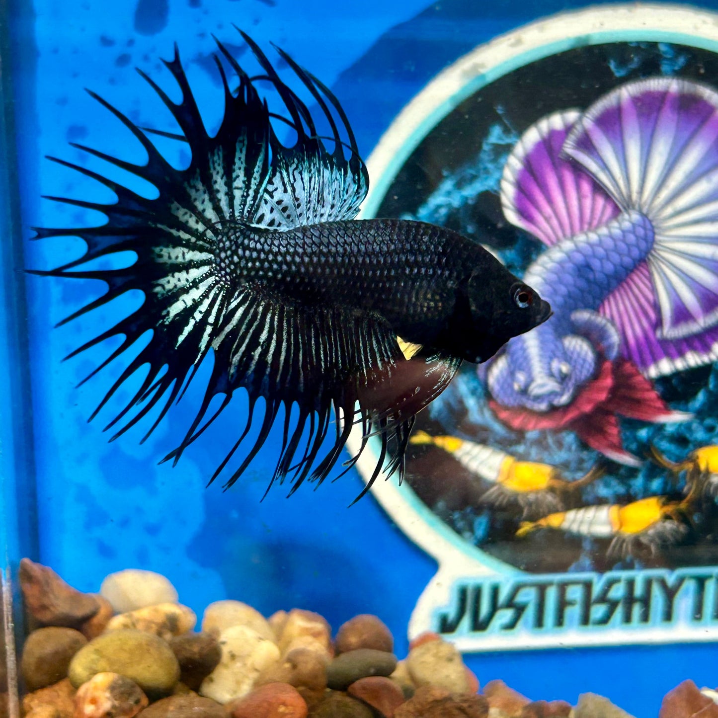 Black Orchid King Crowntail - Male Betta 096