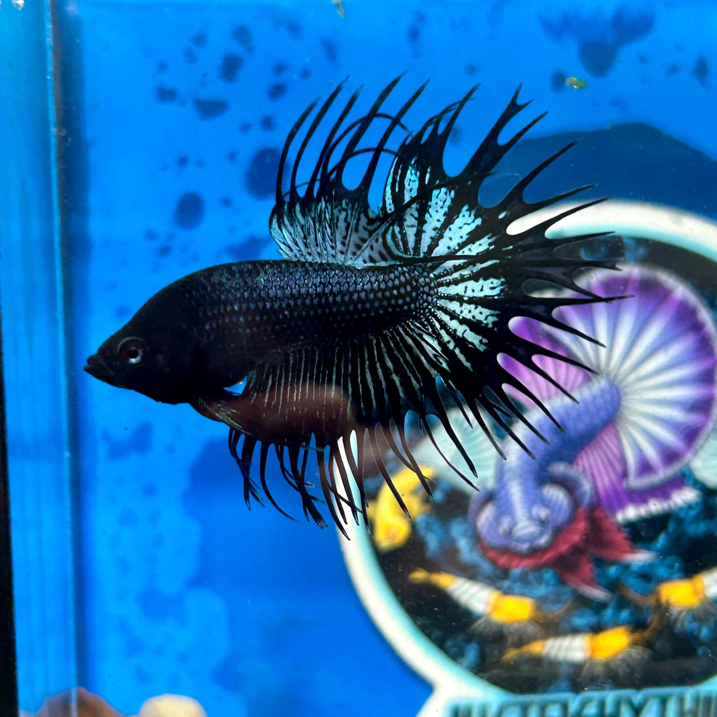 Black Orchid King Crowntail - Male Betta 096