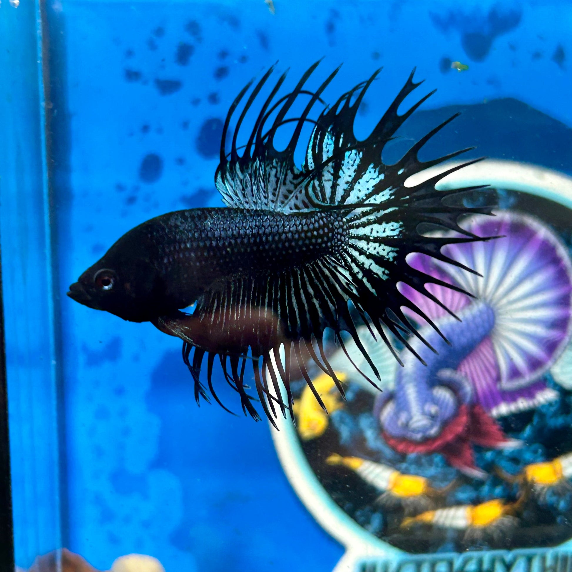 Black Orchid King Crowntail - Male Betta 096