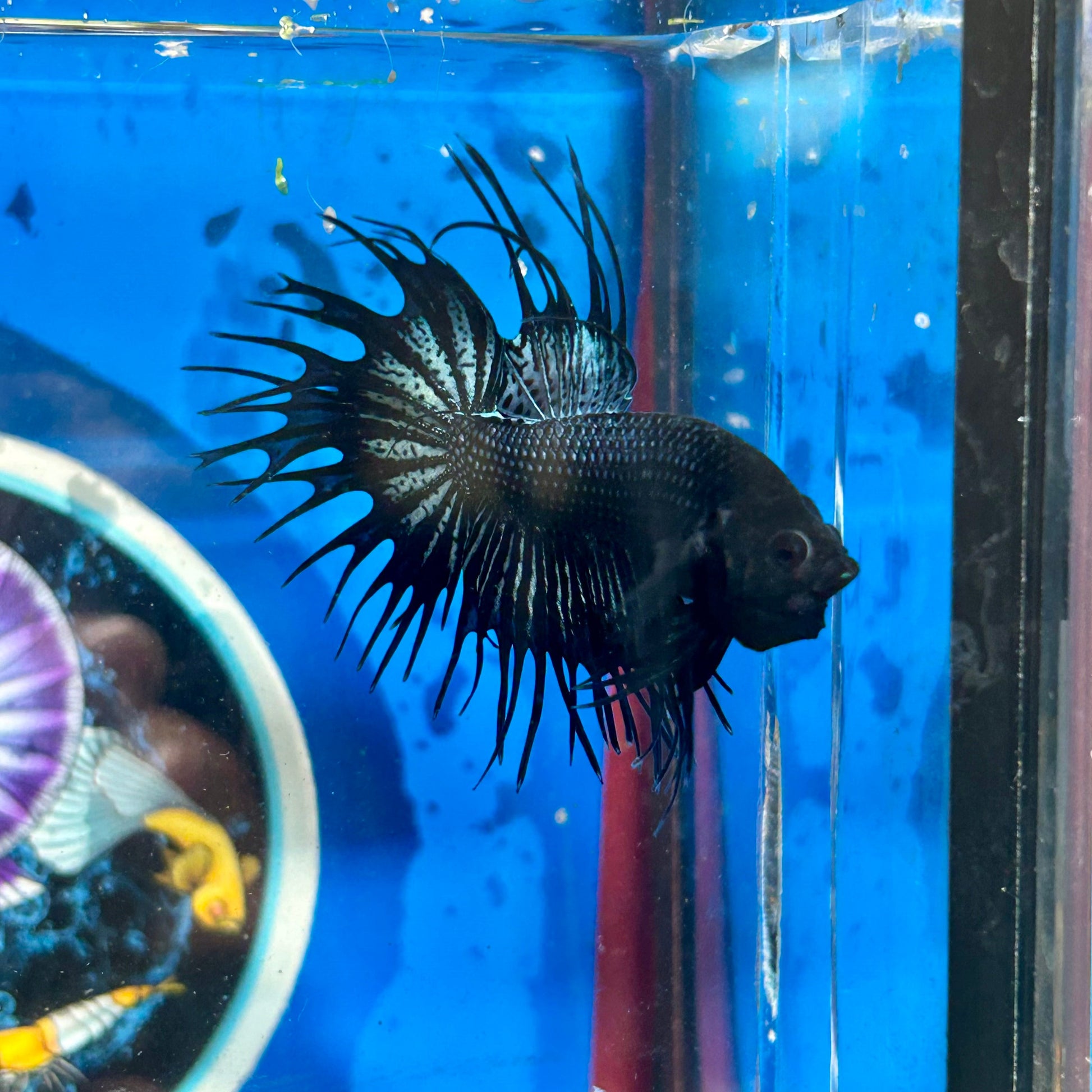 Black Orchid King Crowntail - Male Betta 096