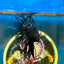 Black Orchid King Crowntail - Male Betta 109