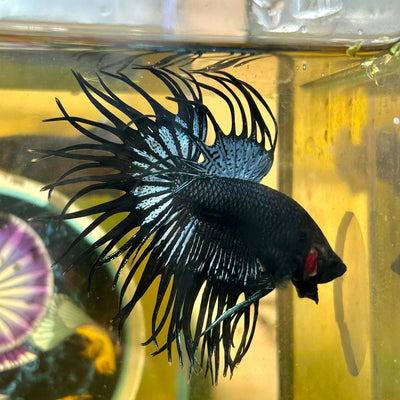 Black Orchid King Crowntail - Male Betta 109