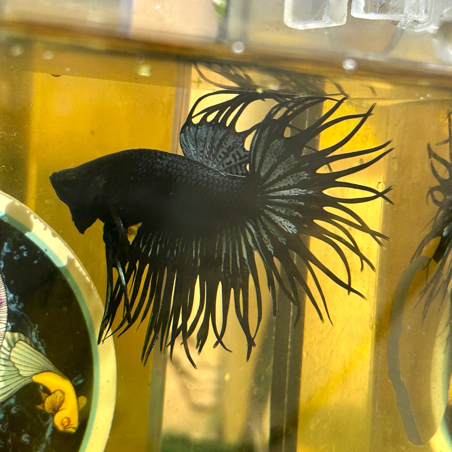 Black Orchid King Crowntail - Male Betta 109