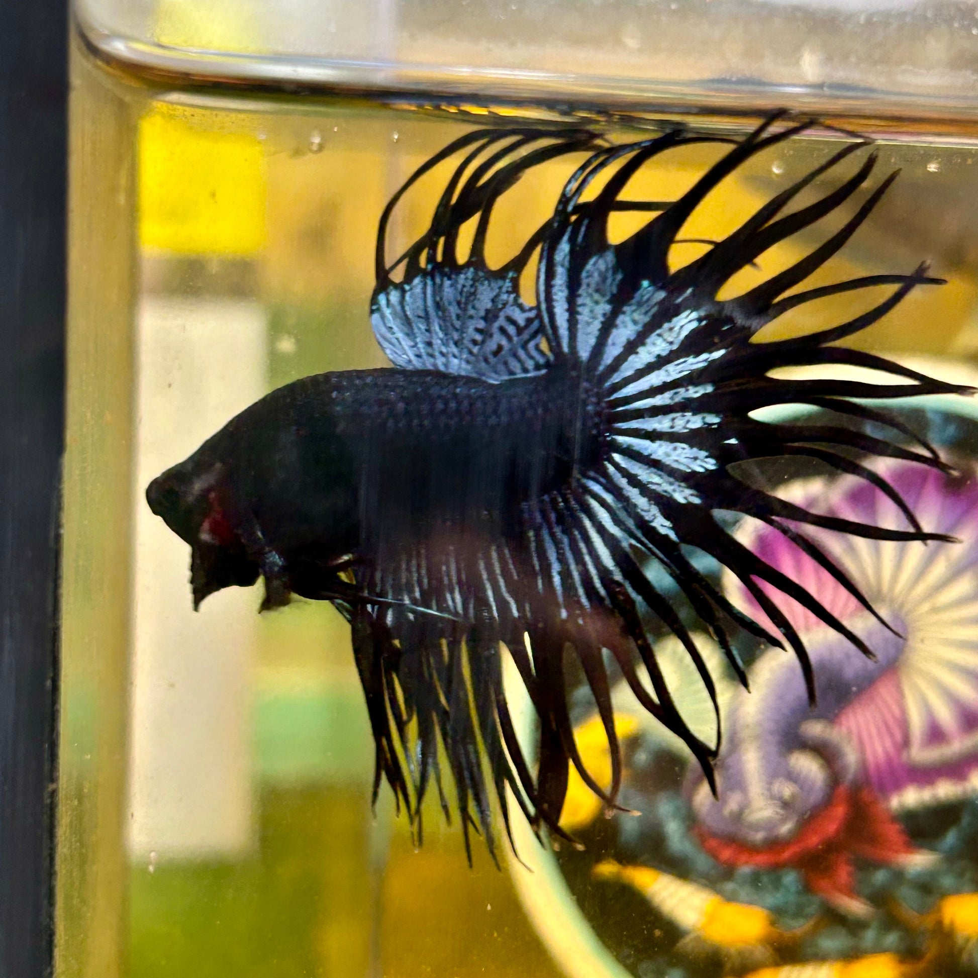 Black Orchid King Crowntail - Male Betta 109