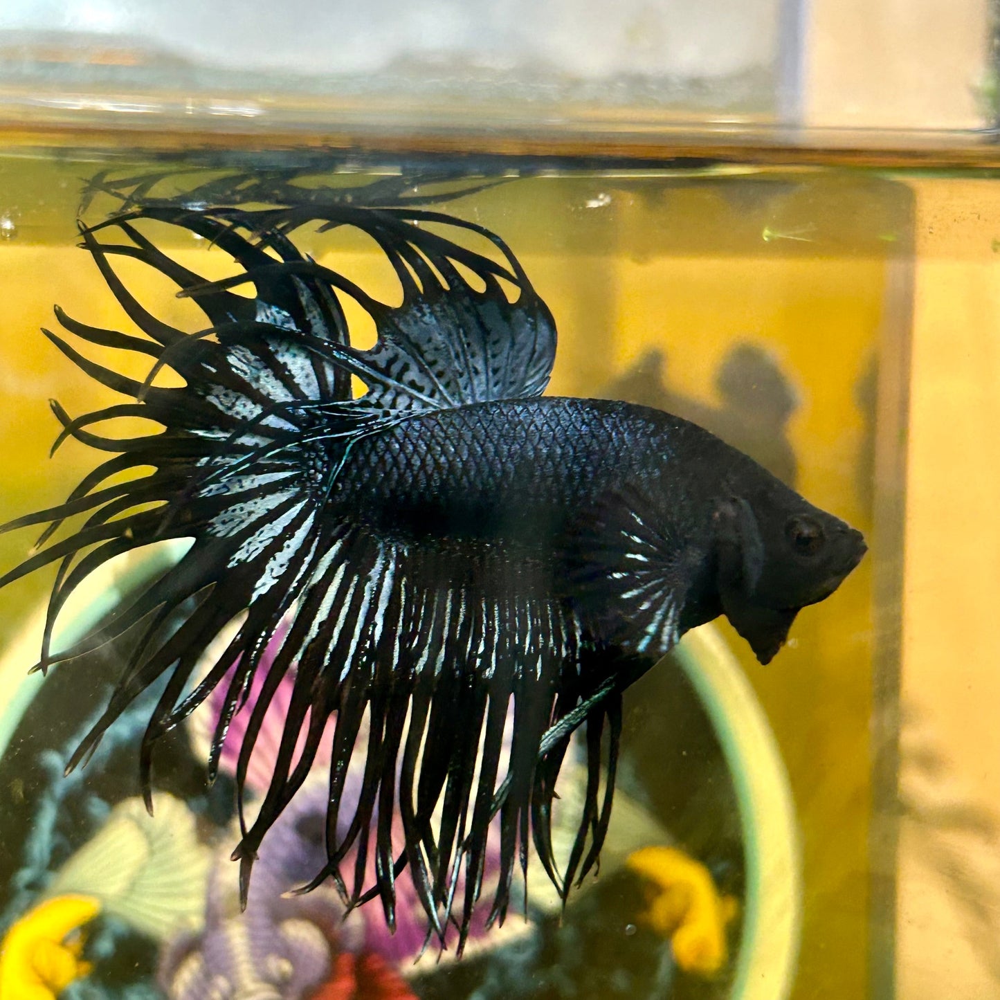 Black Orchid King Crowntail - Male Betta 109