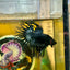 Black Orchid King Crowntail - Male Betta 109