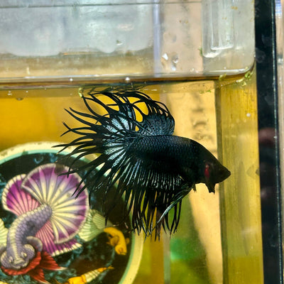 Black Orchid King Crowntail - Male Betta 109