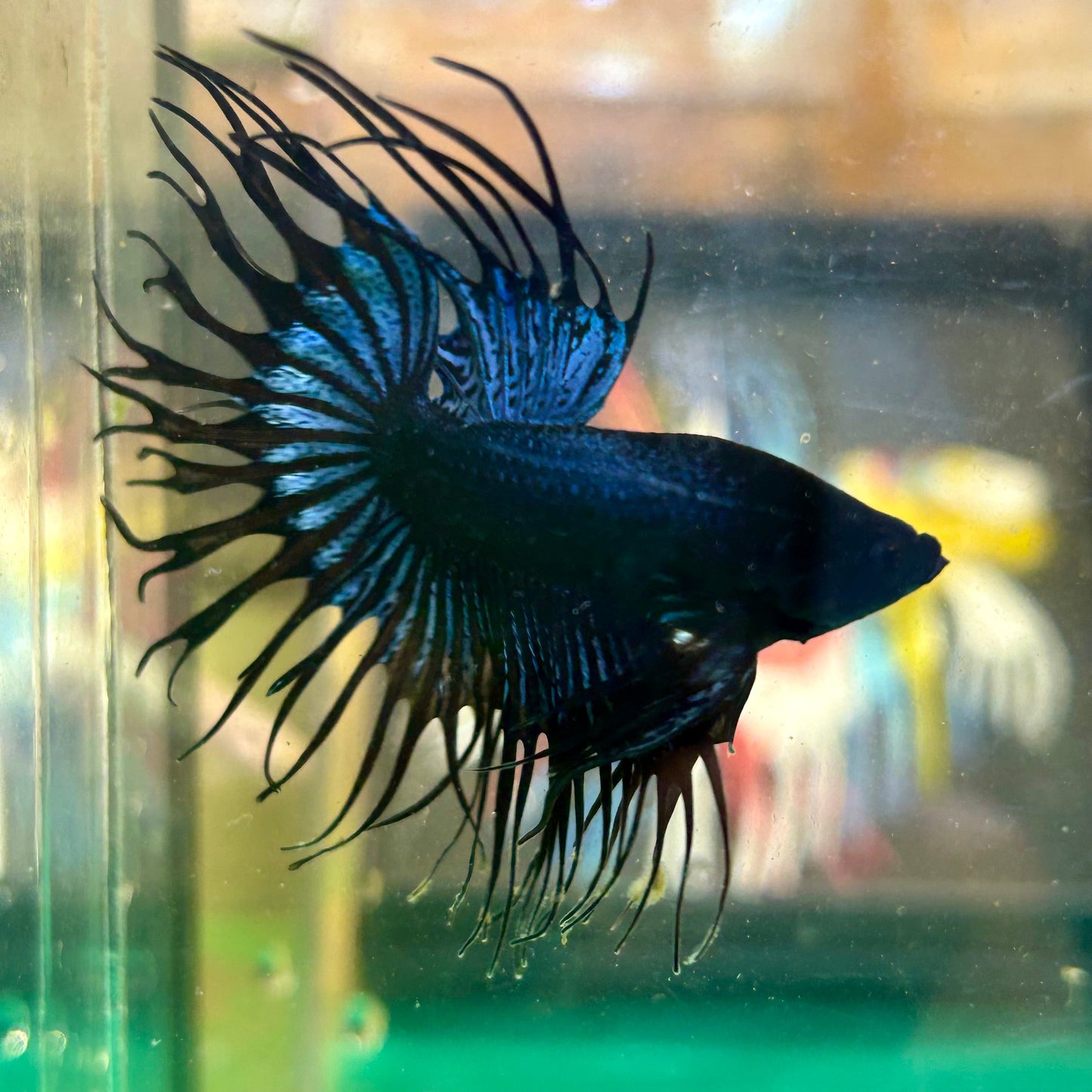 Black Orchid King Crowntail - Male Betta 30