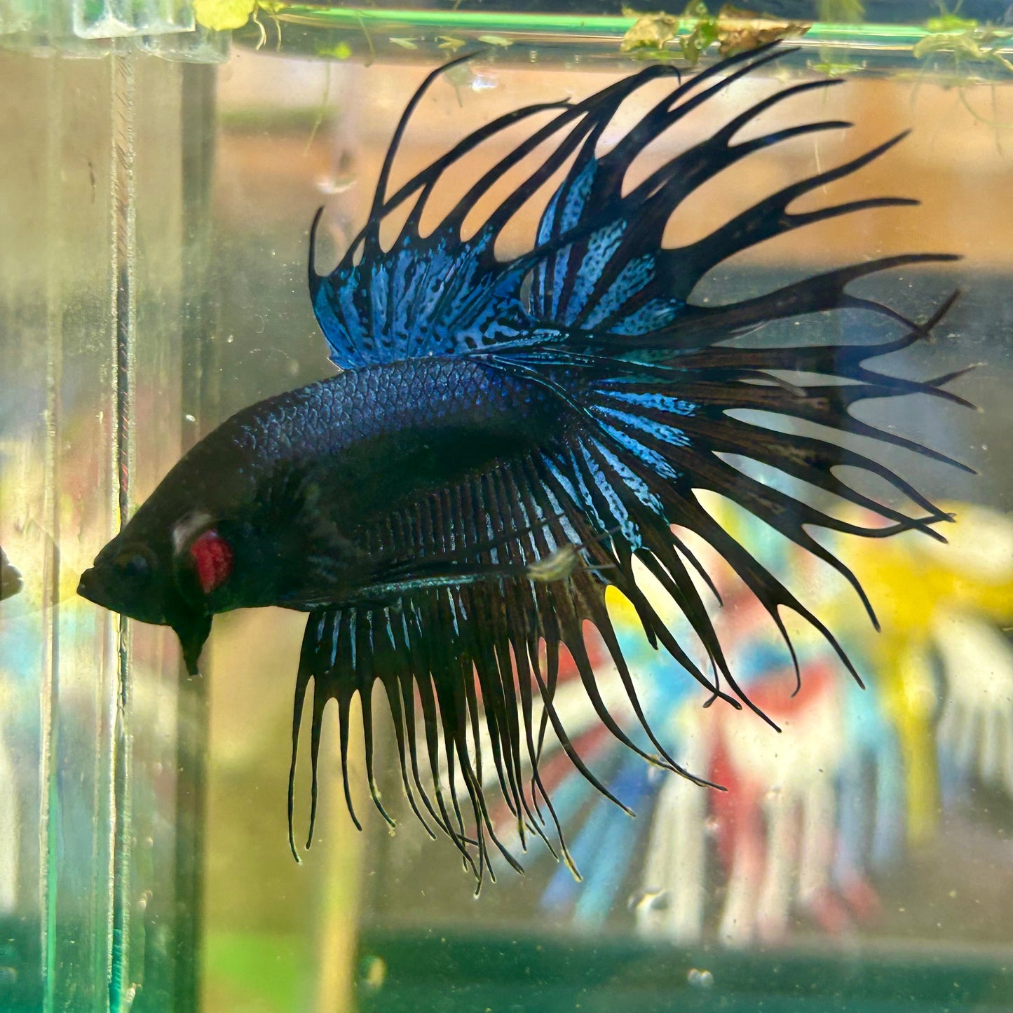 Black Orchid King Crowntail - Male Betta 30