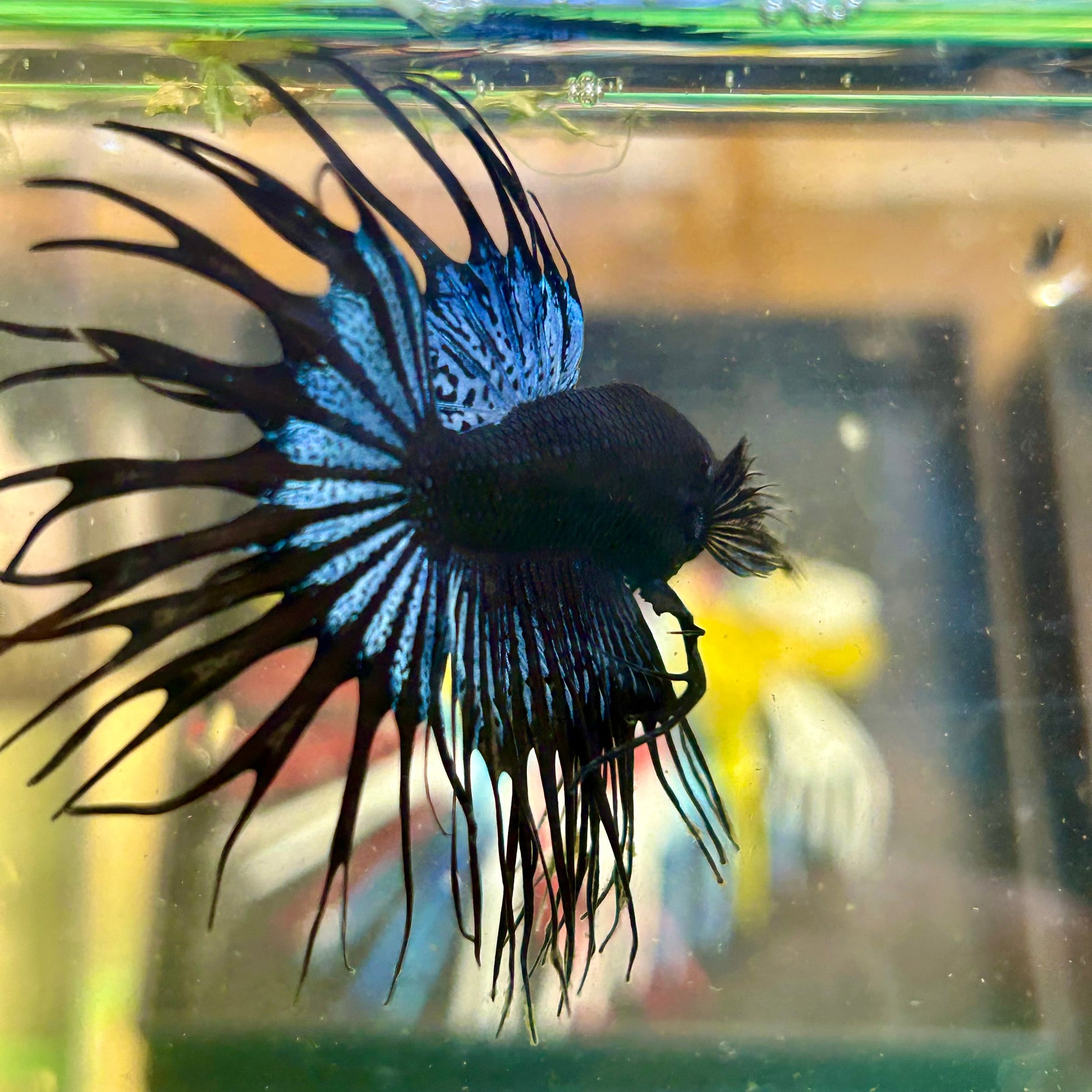 Black Orchid King Crowntail - Male Betta 30