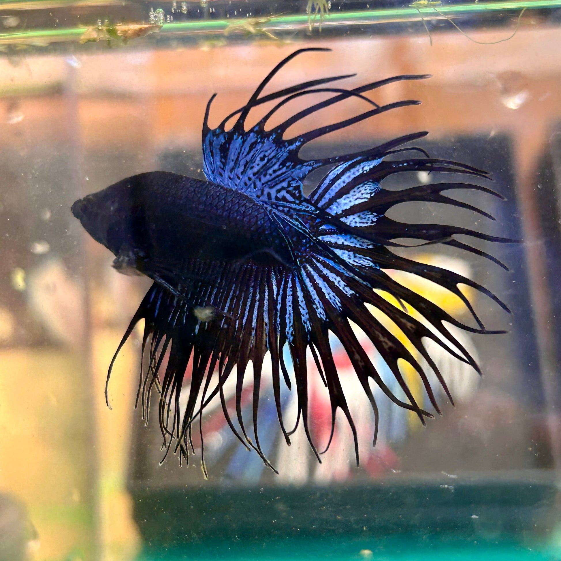 Black Orchid King Crowntail - Male Betta 30