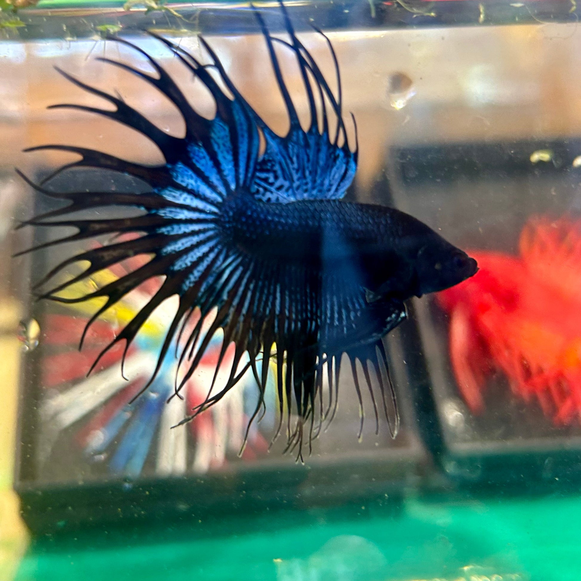 Black Orchid King Crowntail - Male Betta 30