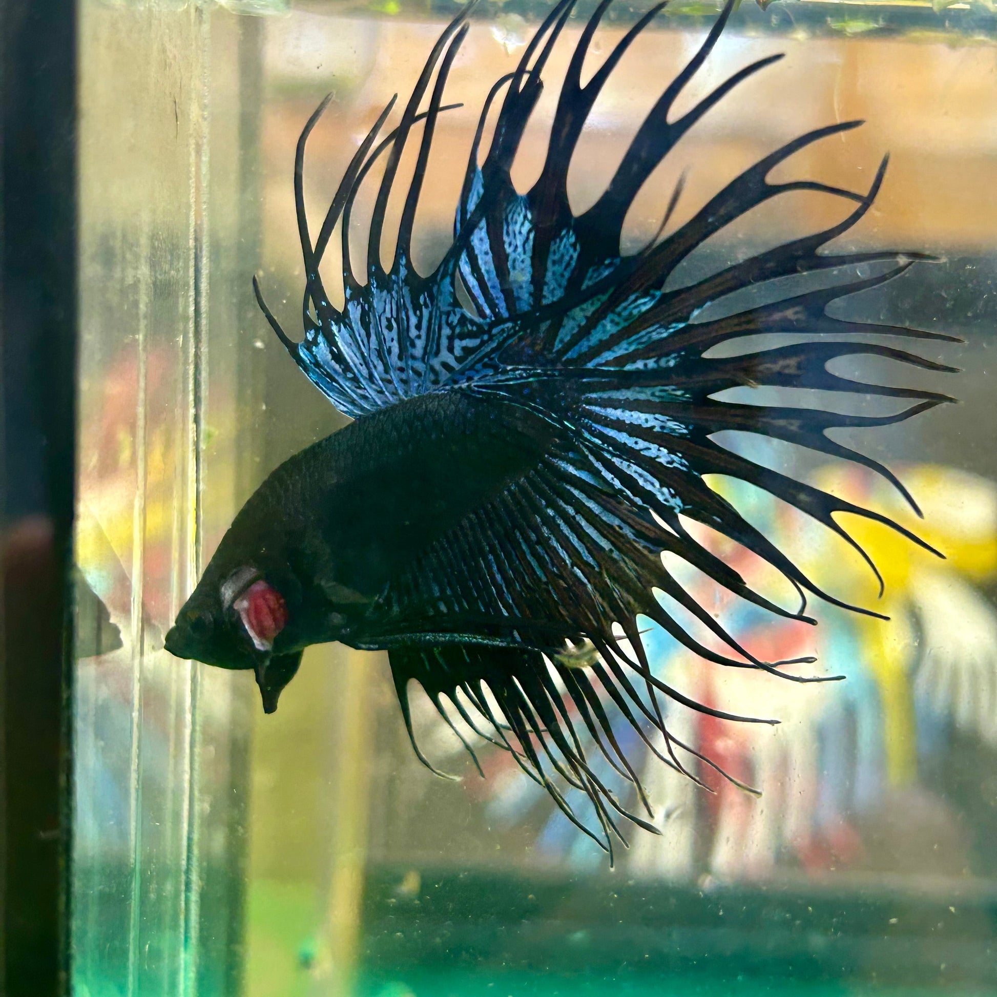 Black Orchid King Crowntail - Male Betta 30