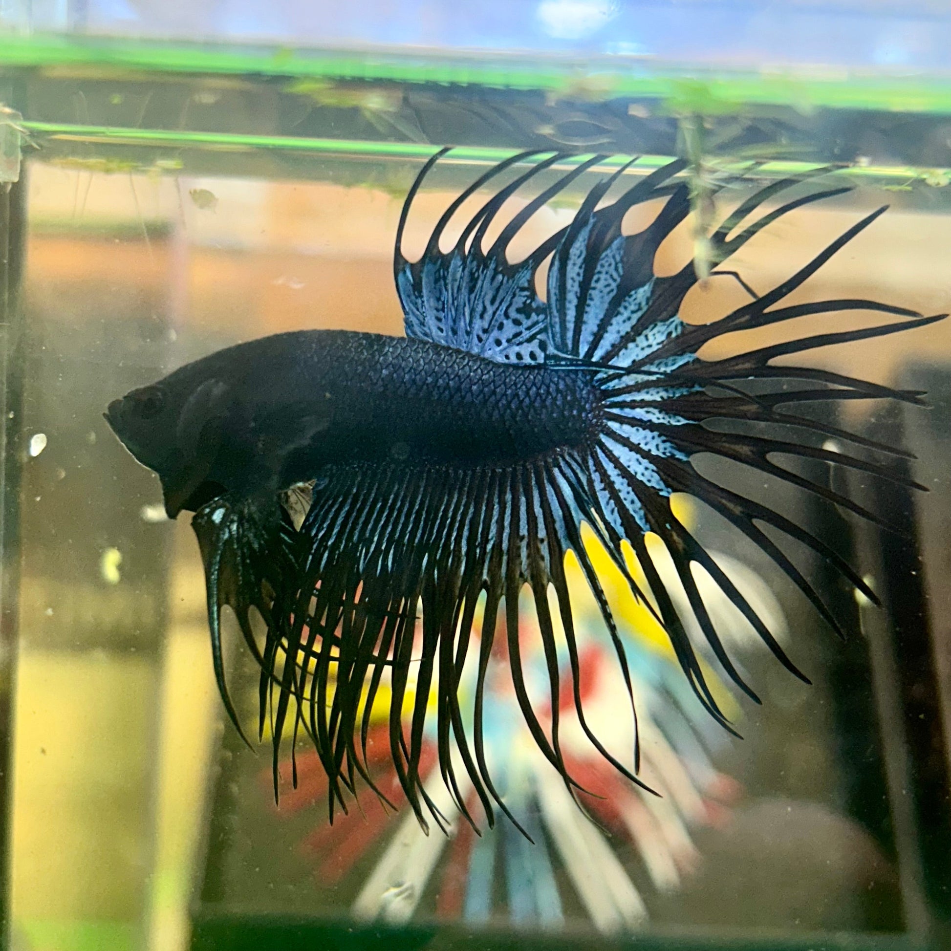 Black Orchid King Crowntail - Male Betta 36