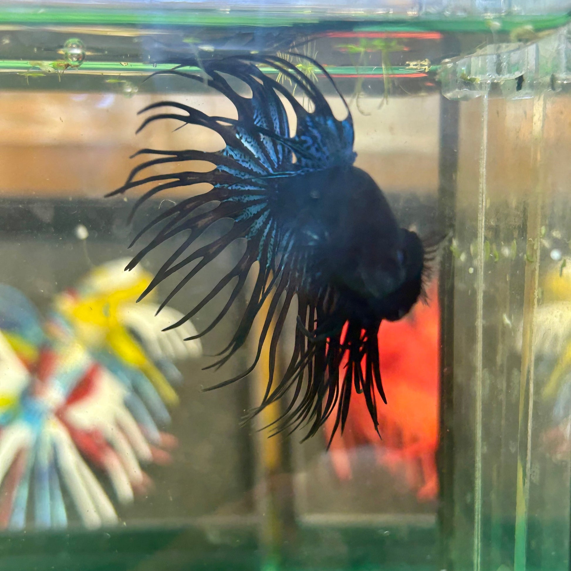 Black Orchid King Crowntail - Male Betta 36