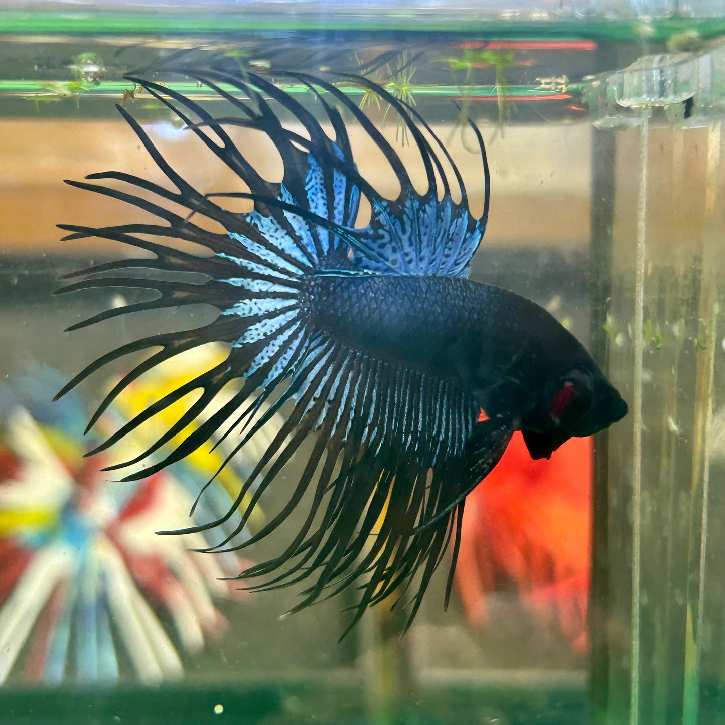 Black Orchid King Crowntail - Male Betta 36