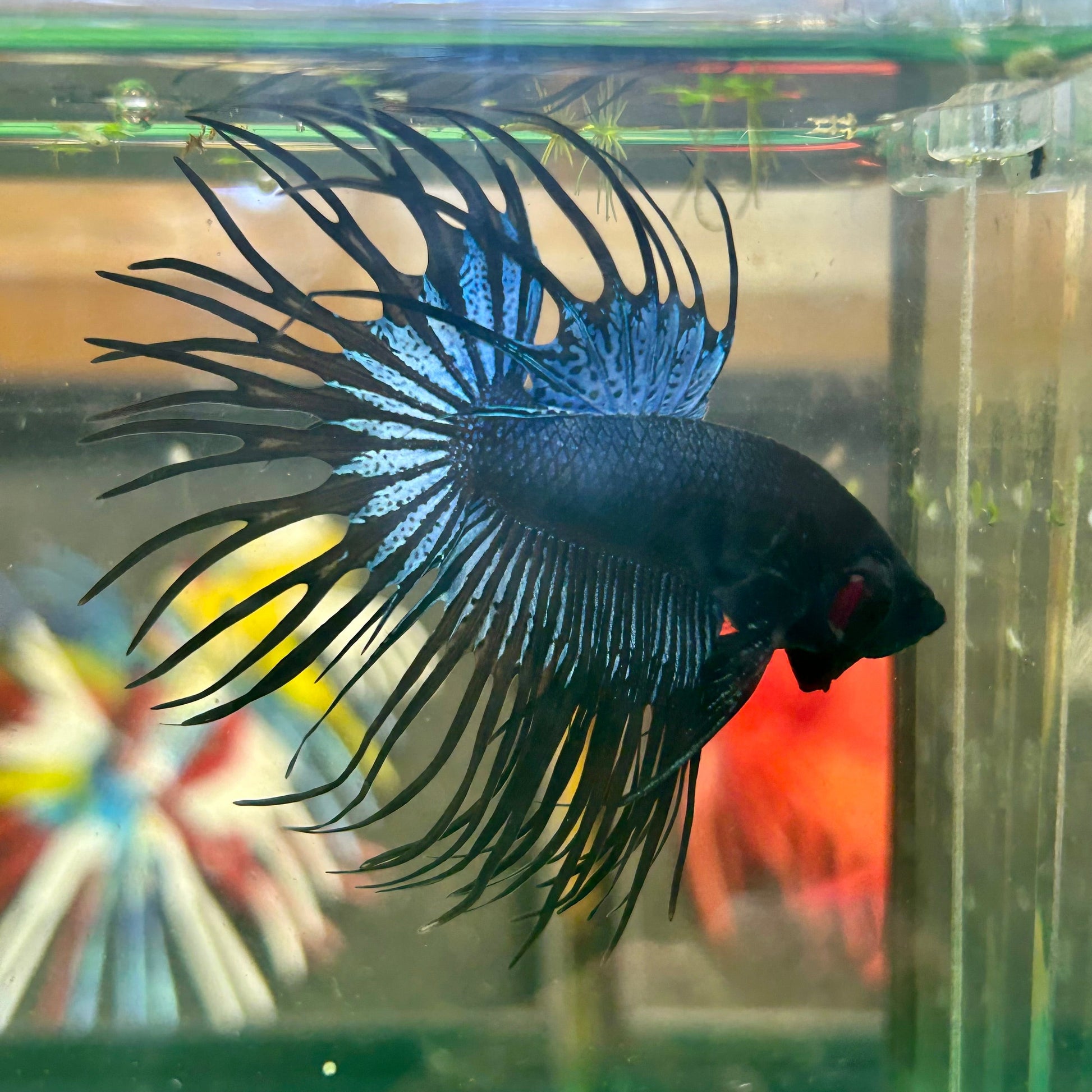 Black Orchid King Crowntail - Male Betta 36