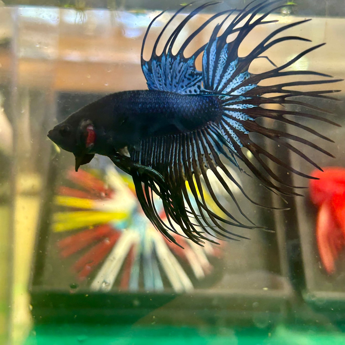 Black Orchid King Crowntail - Male Betta 36