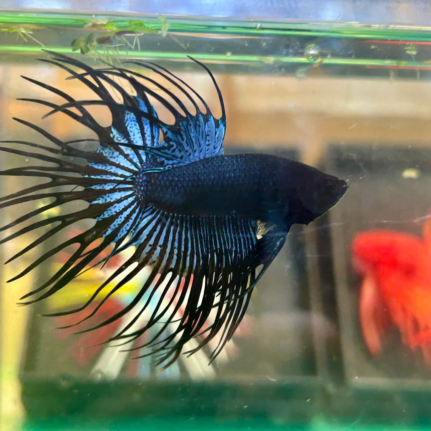 Black Orchid King Crowntail - Male Betta 36