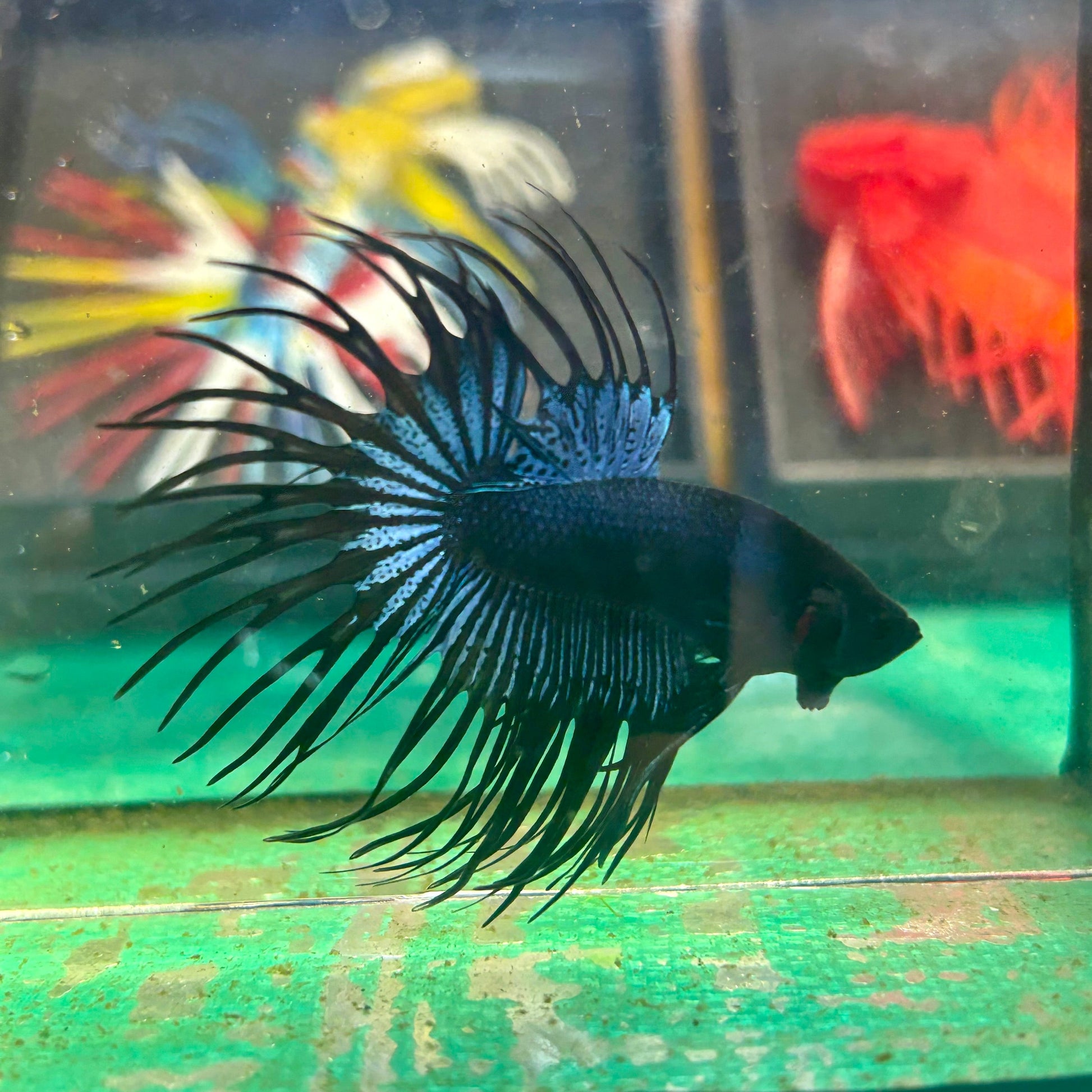 Black Orchid King Crowntail - Male Betta 36