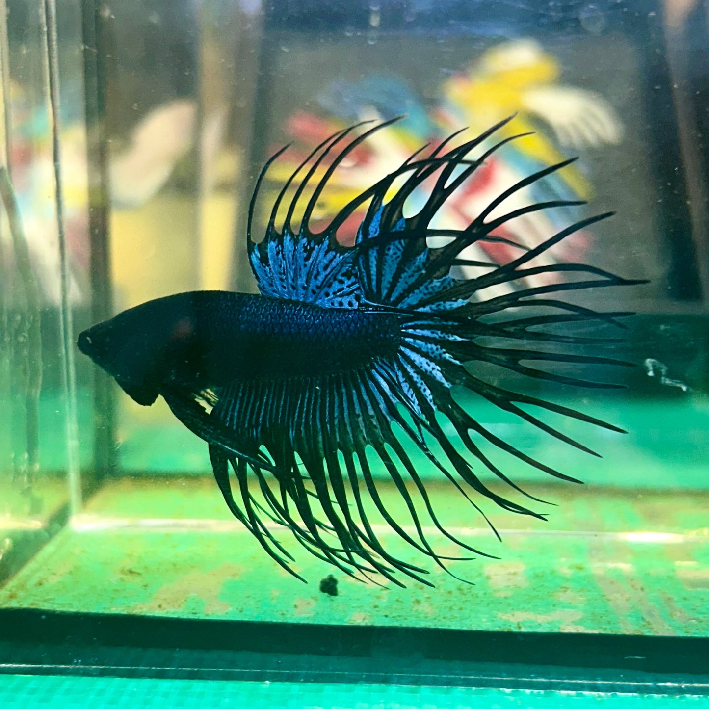 Black Orchid King Crowntail - Male Betta 36