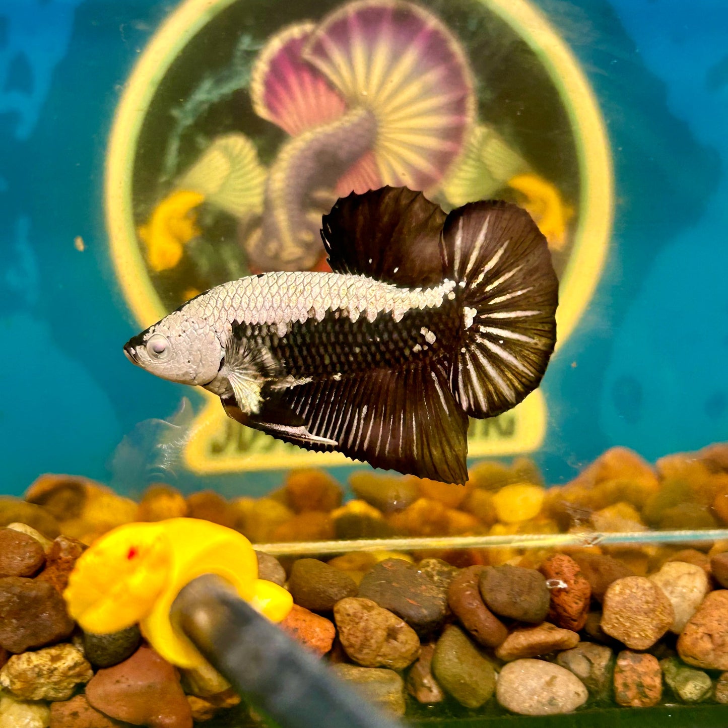 Black Samurai Plakat - Male Betta 054 Comp Grade