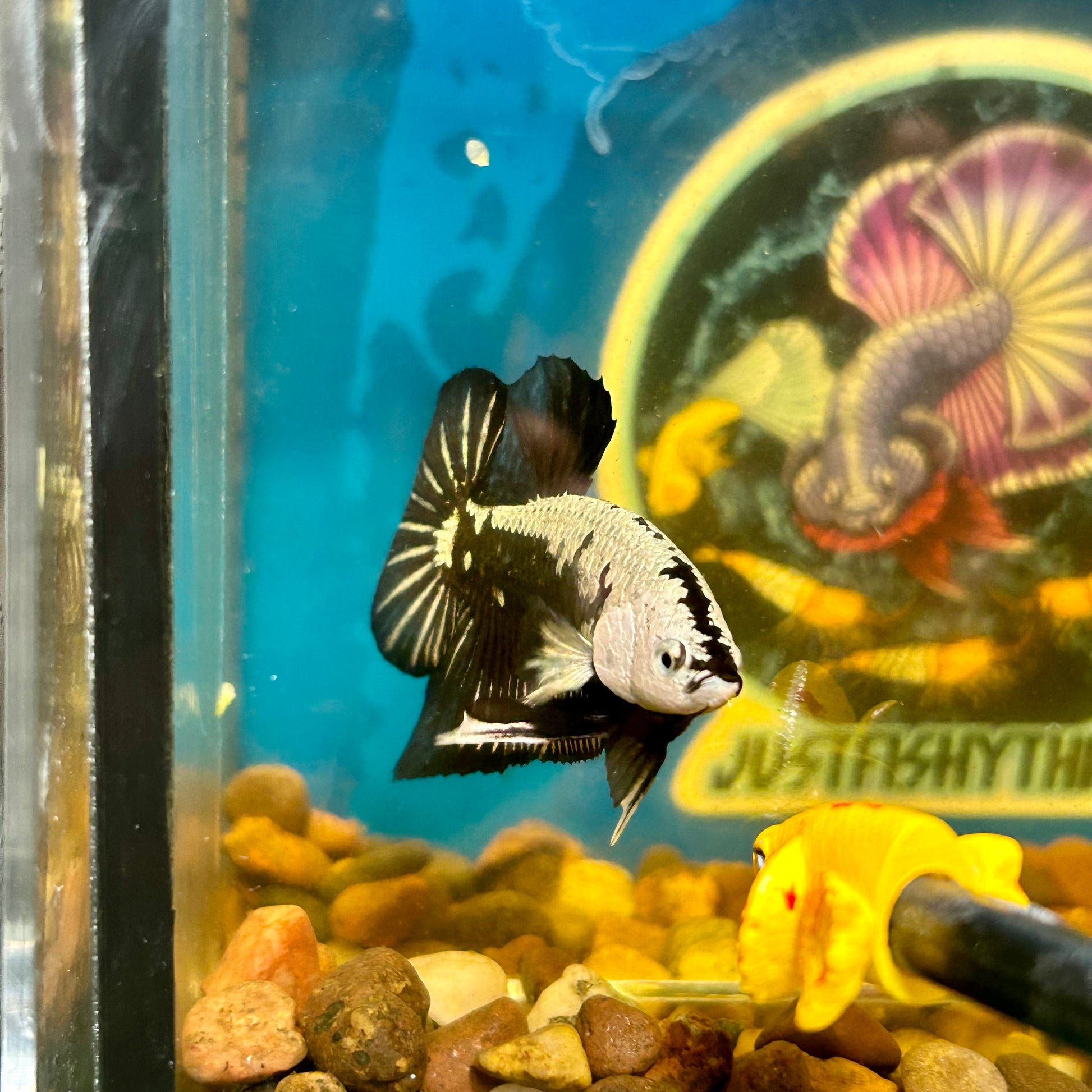 Black Samurai Plakat - Male Betta 054 Comp Grade