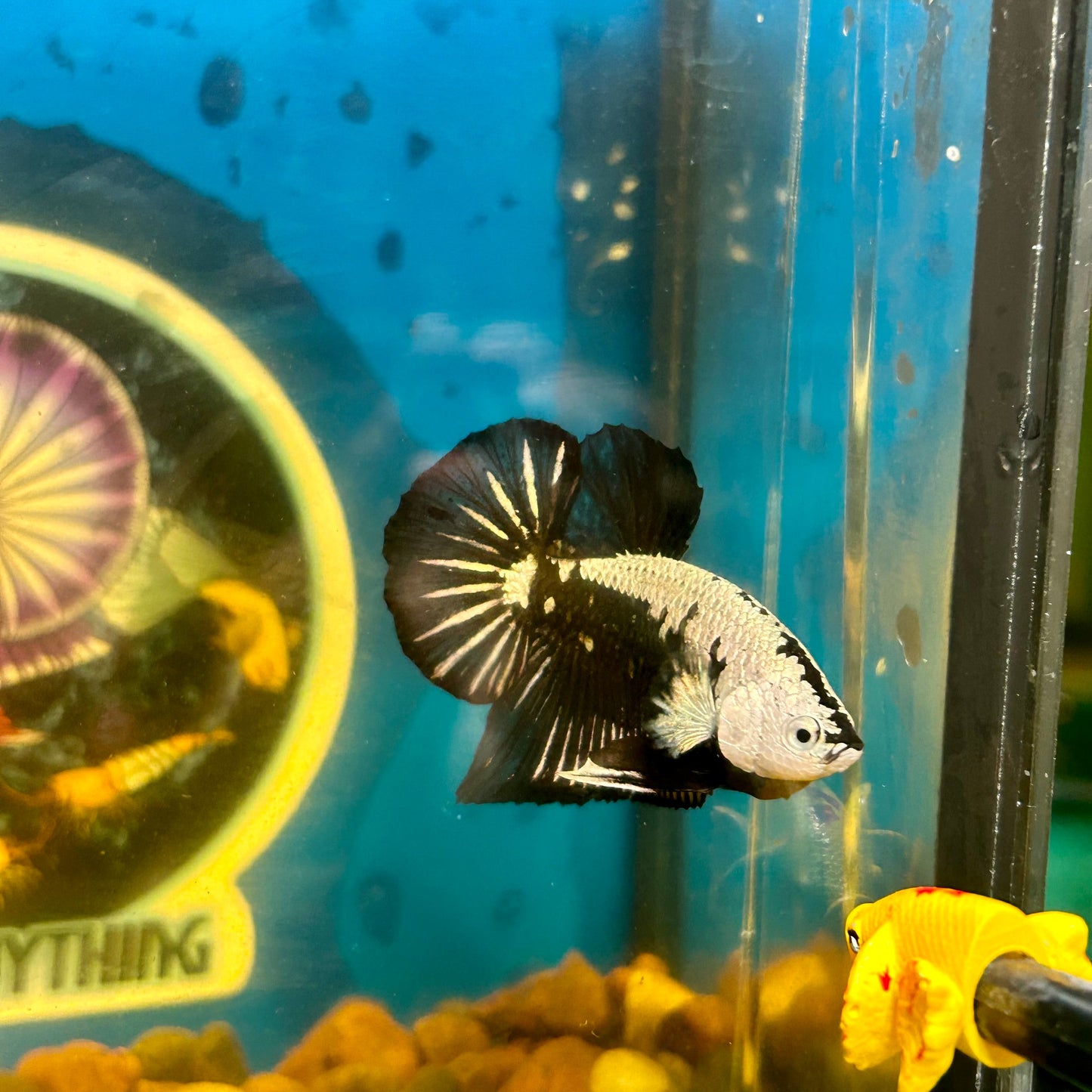 Black Samurai Plakat - Male Betta 054 Comp Grade