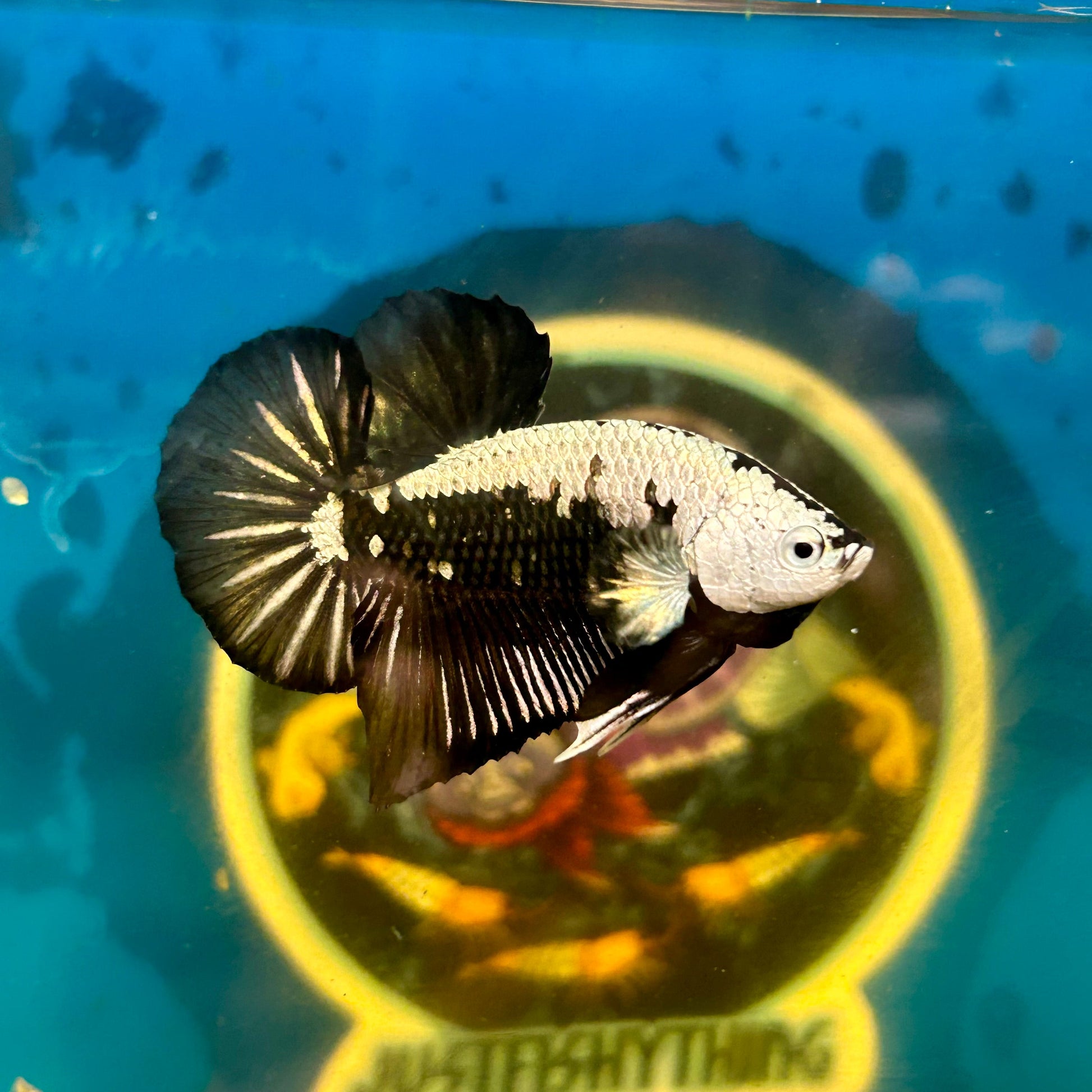 Black Samurai Plakat - Male Betta 054 Comp Grade