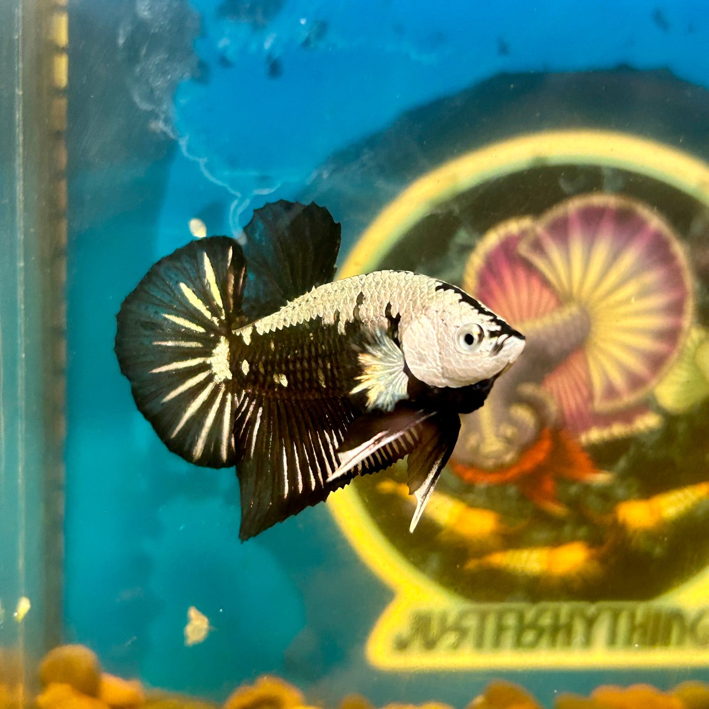 Black Samurai Plakat - Male Betta 054 Comp Grade