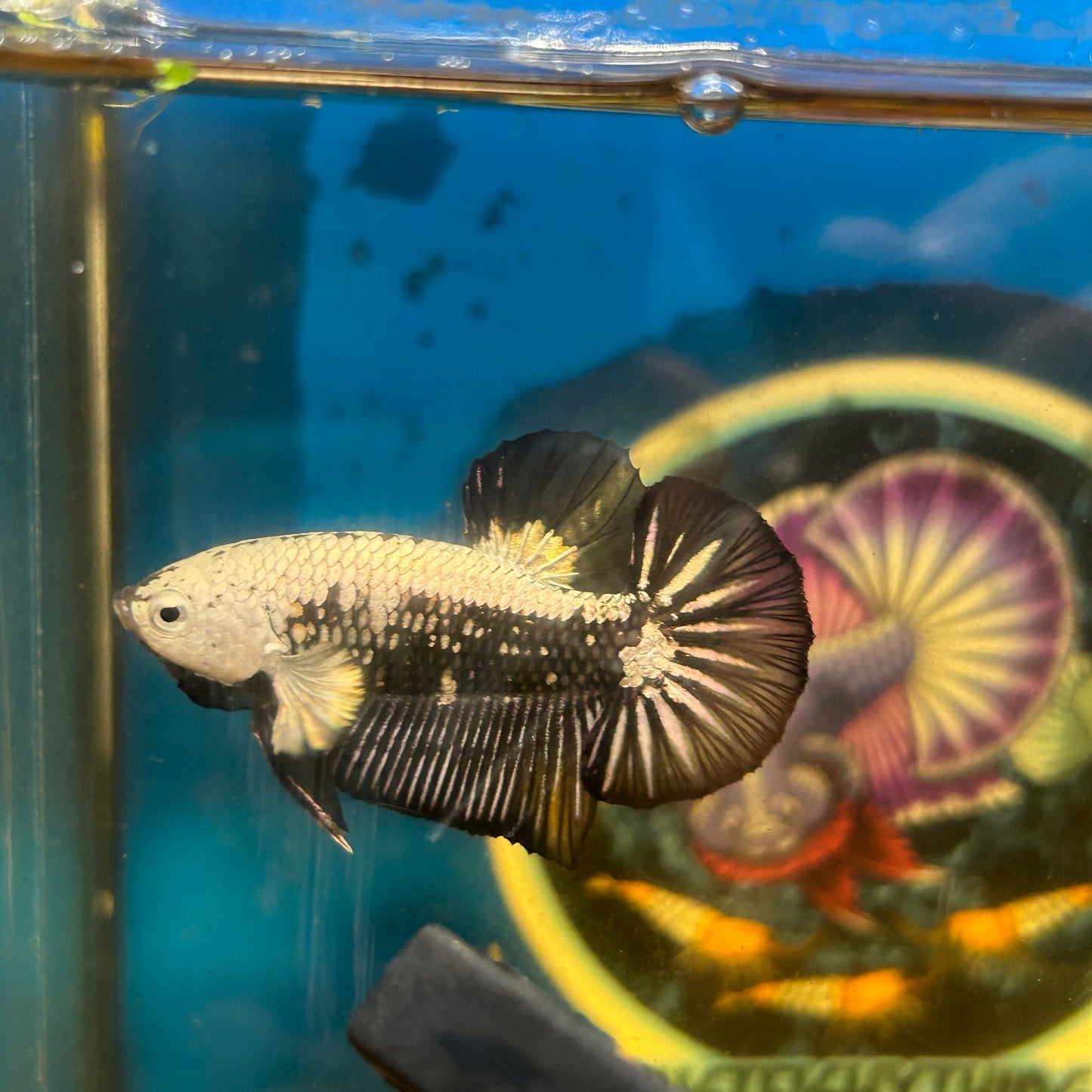 Black Samurai Plakat - Male Betta 066 Breeder Grade