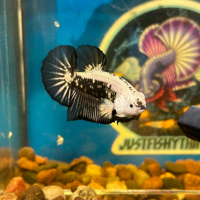 Black Samurai Plakat - Male Betta 066 Breeder Grade