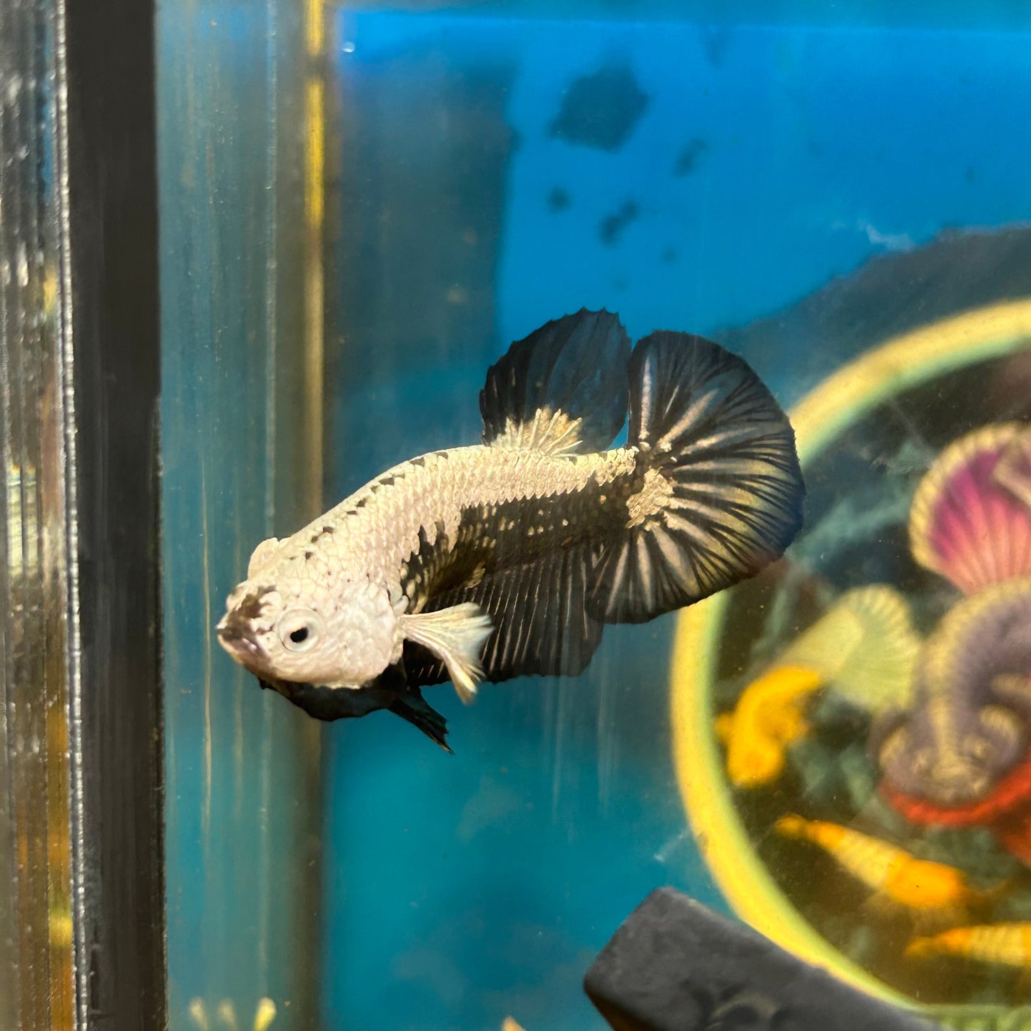 Black Samurai Plakat - Male Betta 066 Breeder Grade