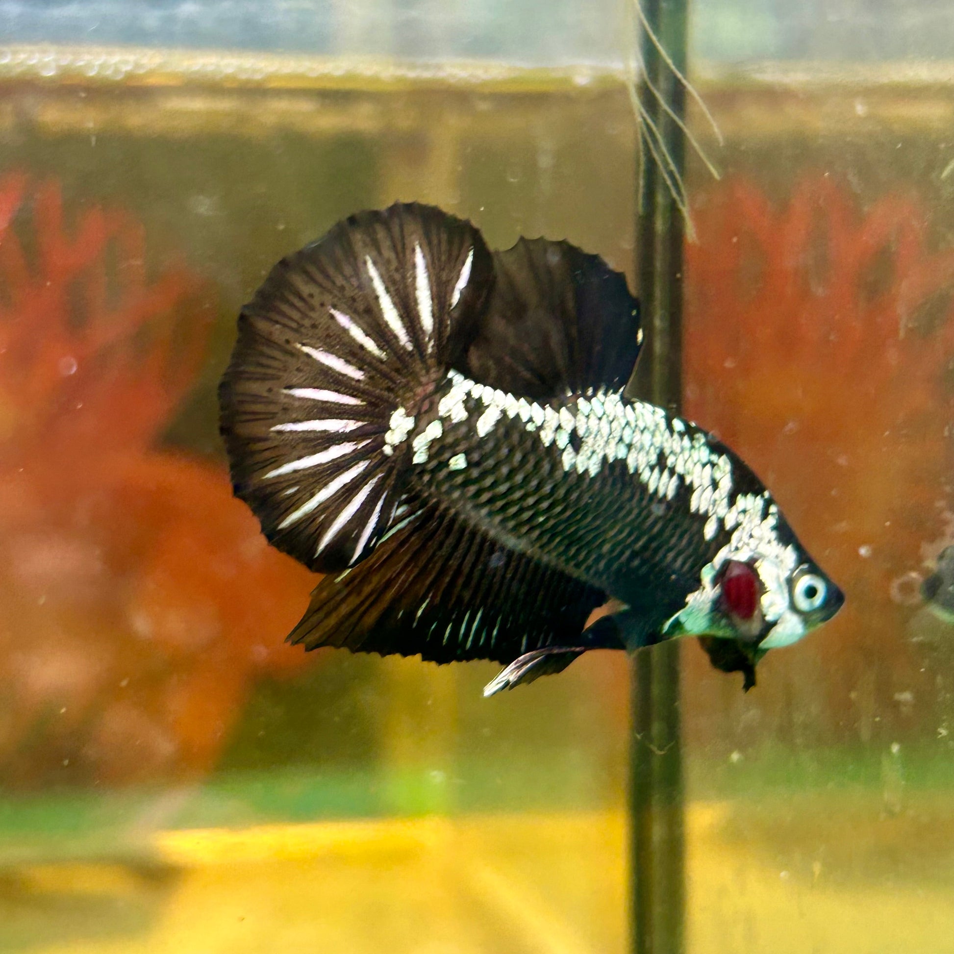 Black Samurai Plakat - Male Betta 96