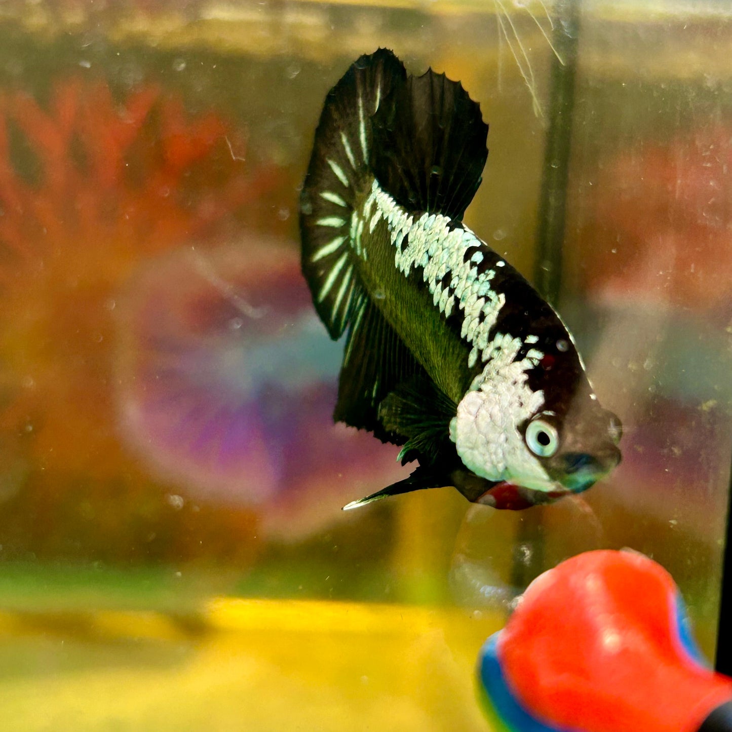 Black Samurai Plakat - Male Betta 96