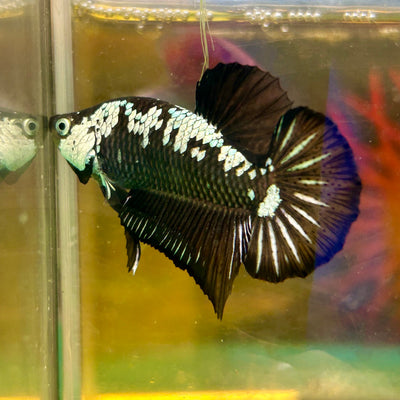 Black Samurai Plakat - Male Betta 96