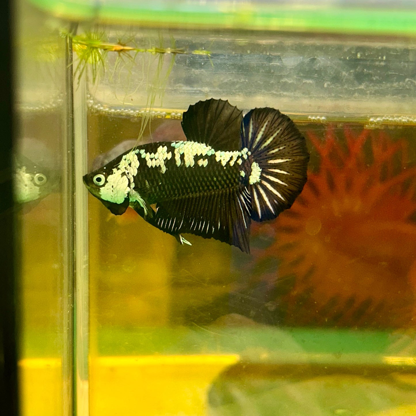 Black Samurai Plakat - Male Betta 96