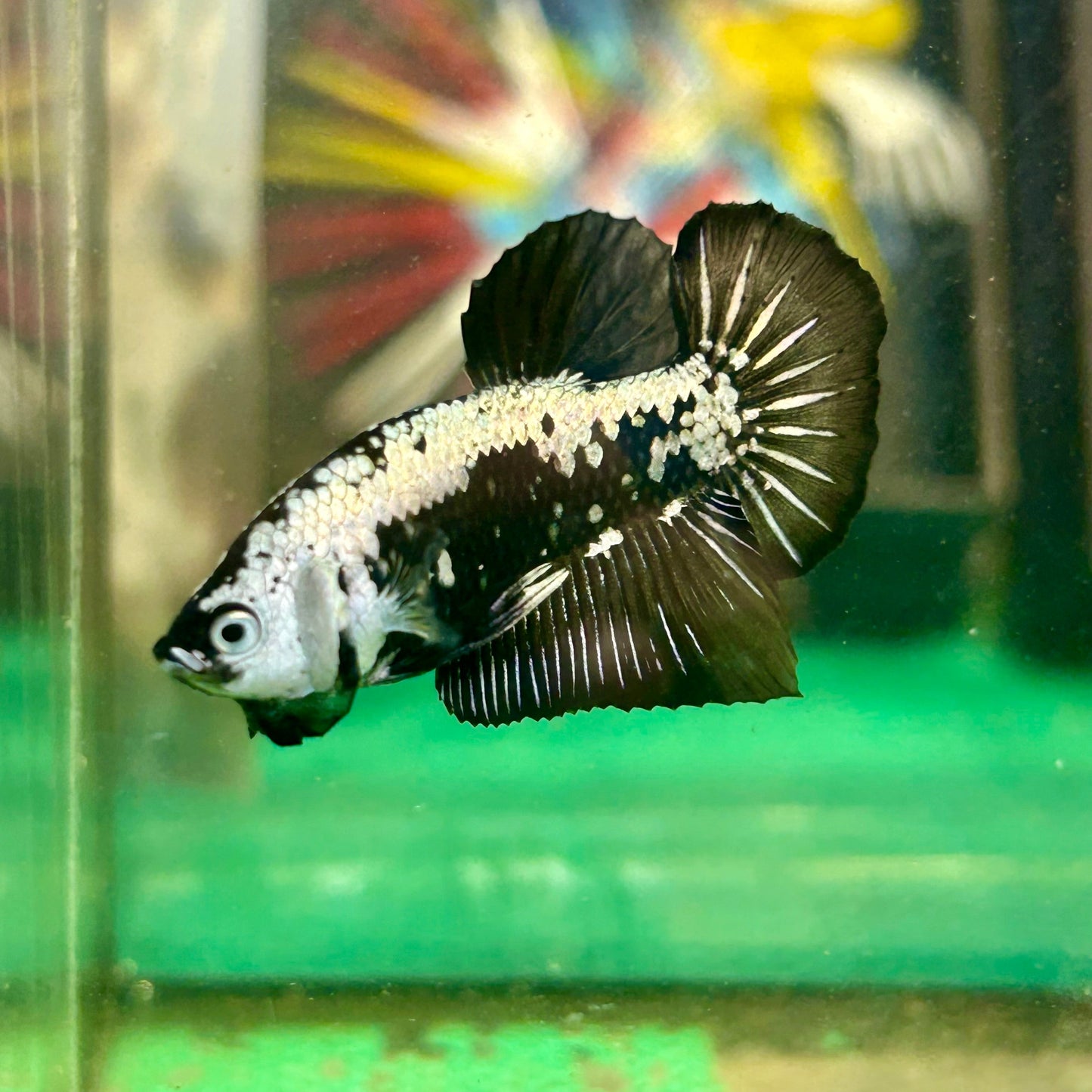 Black Samurai White Mask Plakat - Male Betta 89