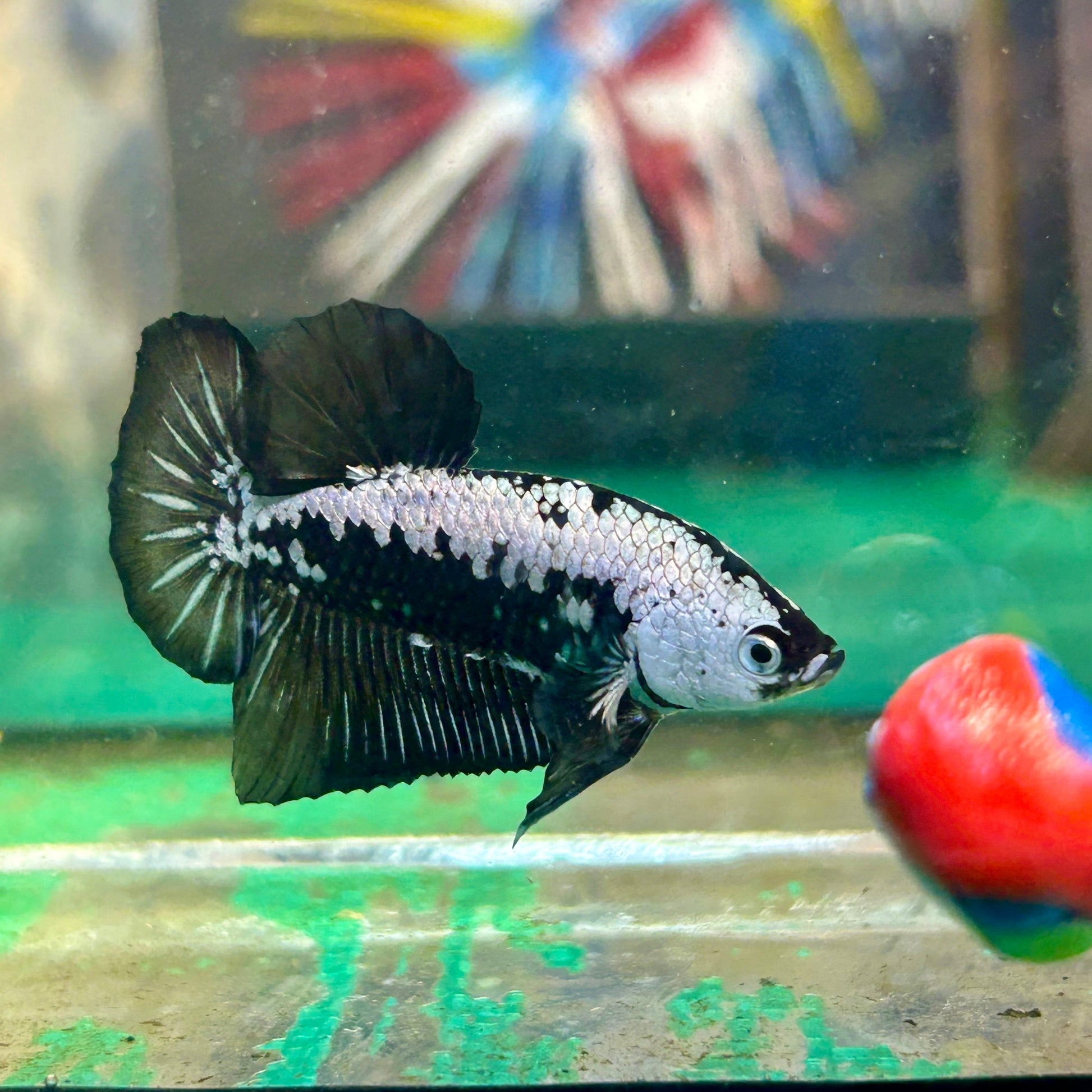 Black Samurai White Mask Plakat - Male Betta 89