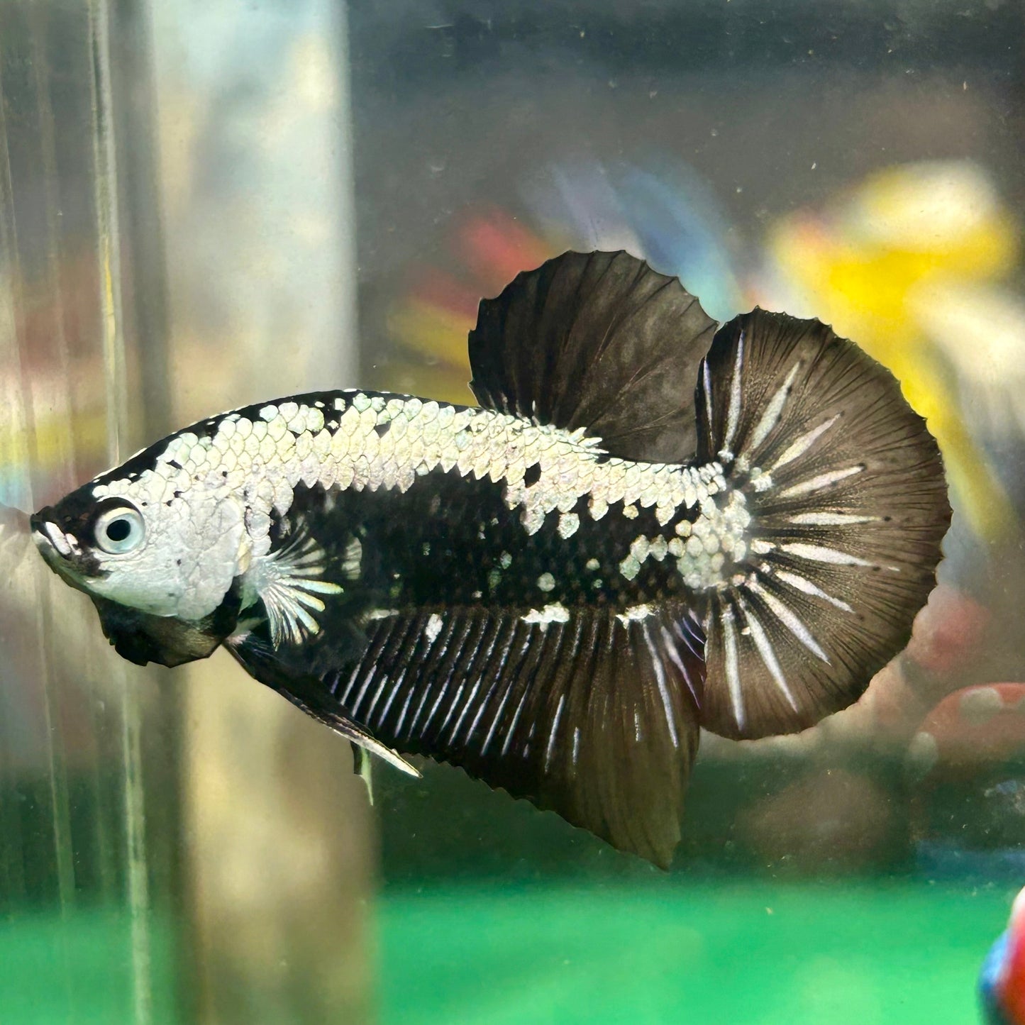 Black Samurai White Mask Plakat - Male Betta 89