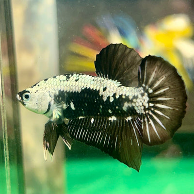 Black Samurai White Mask Plakat - Male Betta 89