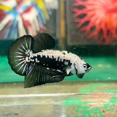 Black Samurai White Mask Plakat - Male Betta 89