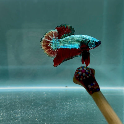 Blood Panther Gold S15 Plakat - Male Betta