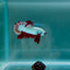 Blood White Scale Gold S31 Plakat - Male Betta