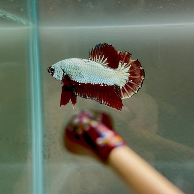 Blood White Scale Gold S31 Plakat - Male Betta