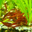 Bloody Mary Neo shrimps - Good Grade