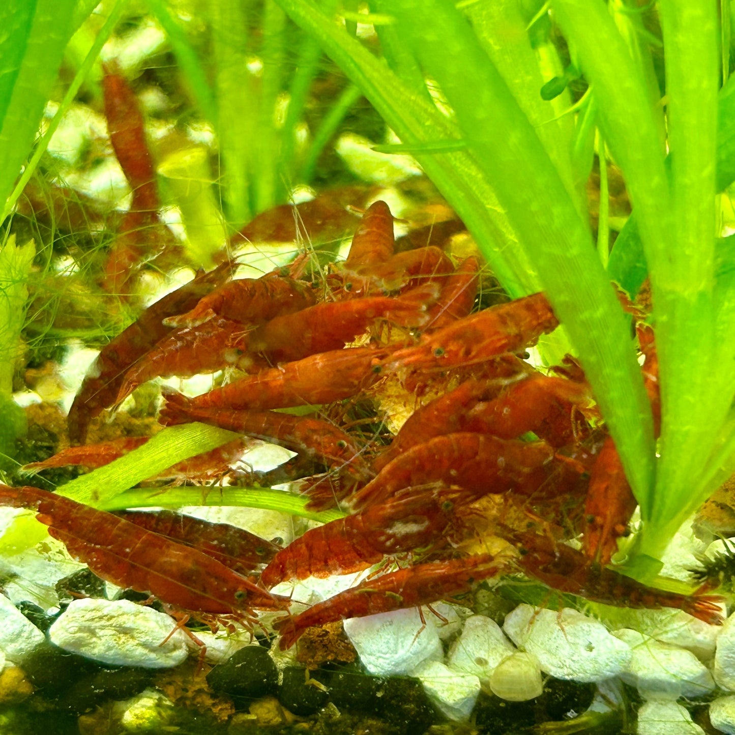 Bloody Mary Neo shrimps - Good Grade