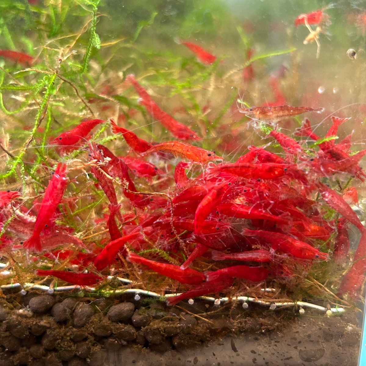 Fired Red Neocaridina Shrimp - Good Grade