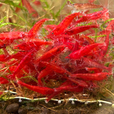 Bloody Mary Neocaridina Shrimp - Good Grade