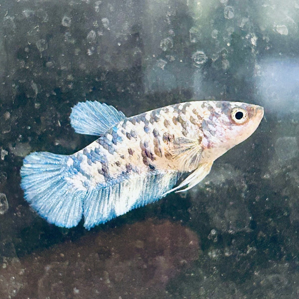 Blua Marble Plakat - Female Betta 089